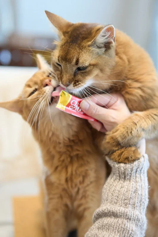 くぅちゃん、13歳になりました🎉