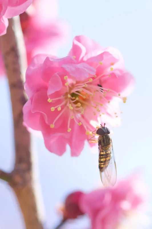 昭和記念公園の梅を見に行ってきた