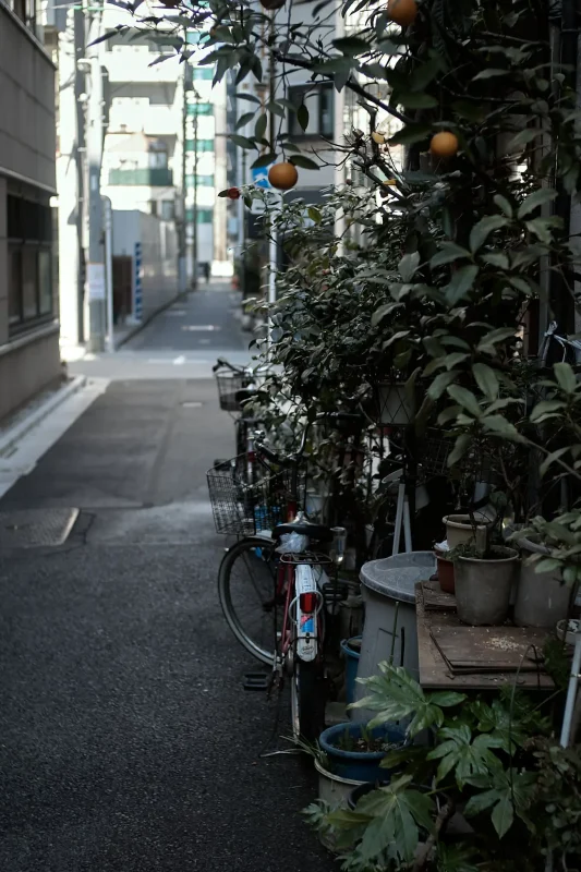 【速報】日本橋のおかめ桜はまもなく見頃！