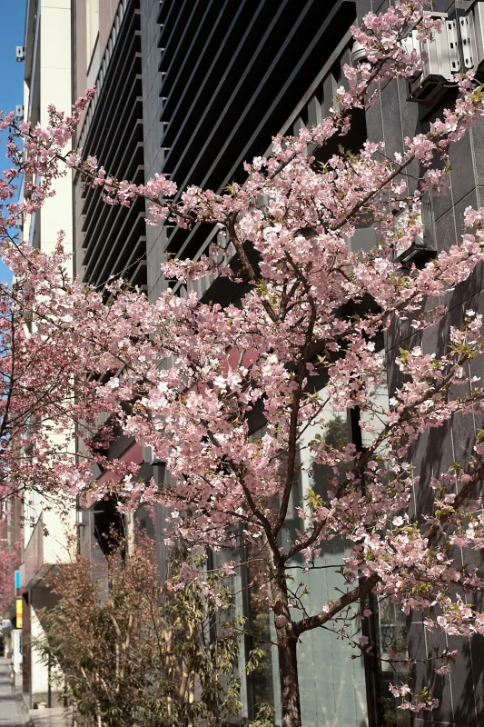 【速報】日本橋のおかめ桜はまもなく見頃！