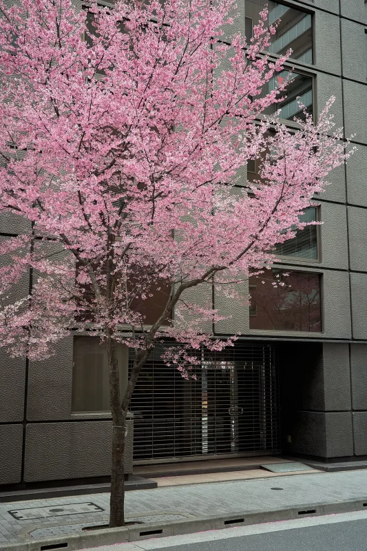 おかめ桜＠日本橋をようやく見に行ってきた