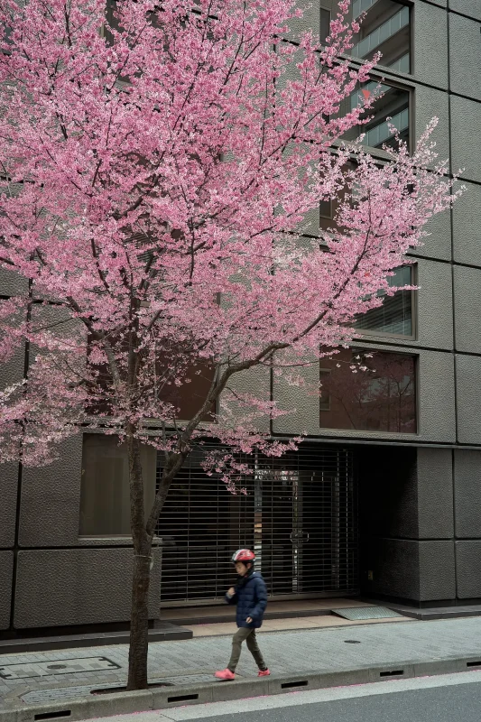 おかめ桜でスナップしてみた