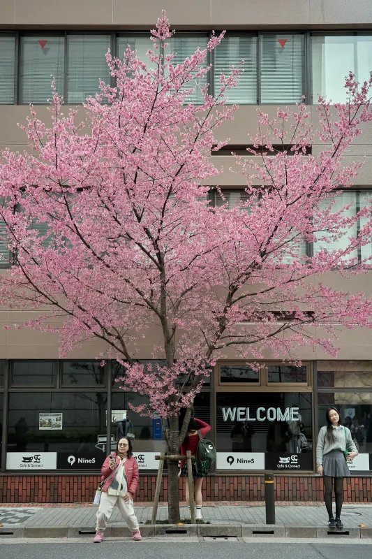 おかめ桜のメインストリートでも撮りまくり