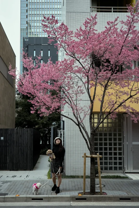 おかめ桜のメインストリートでも撮りまくり