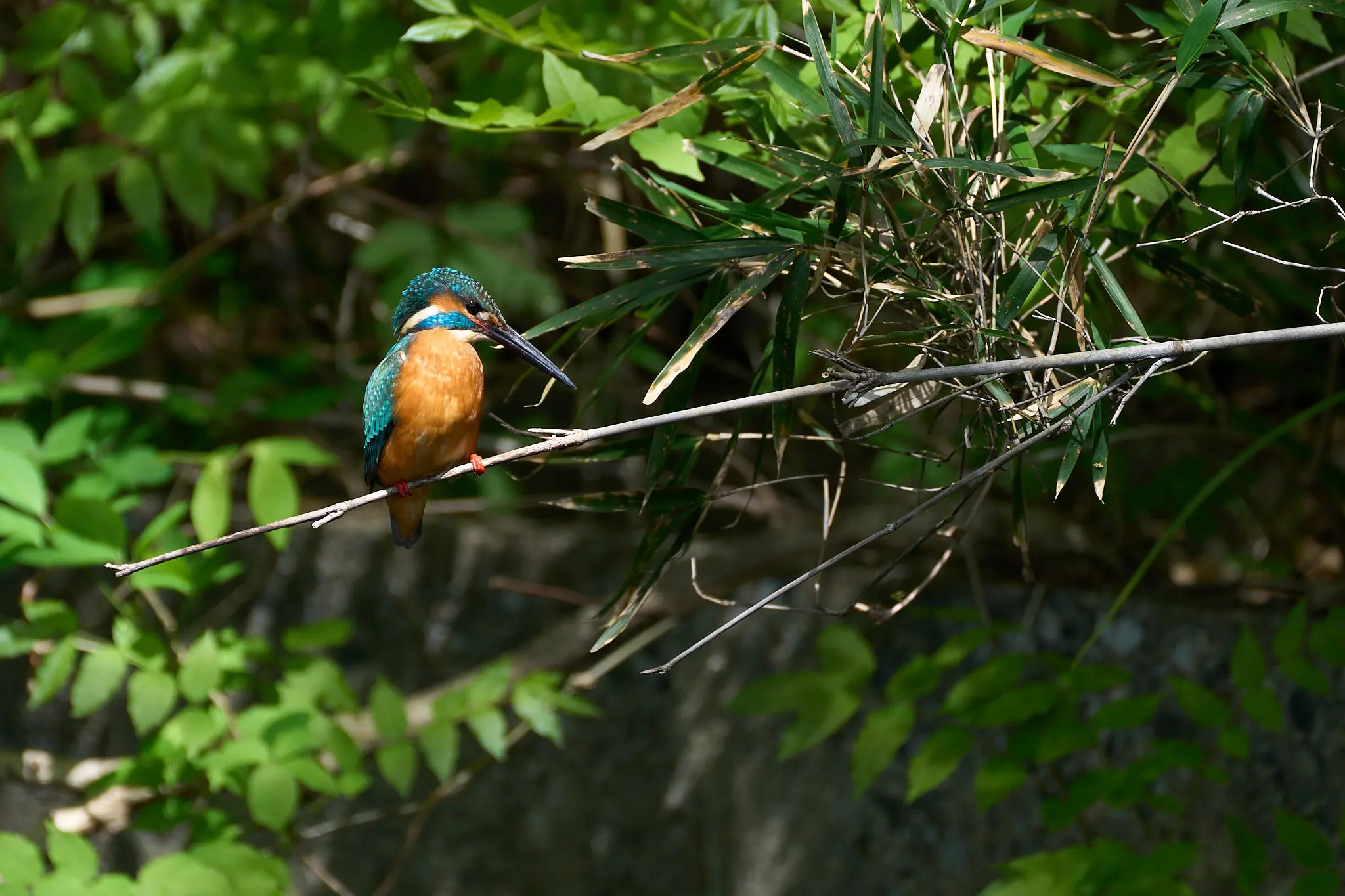 カワセミがいつもの公園に戻ってきた!