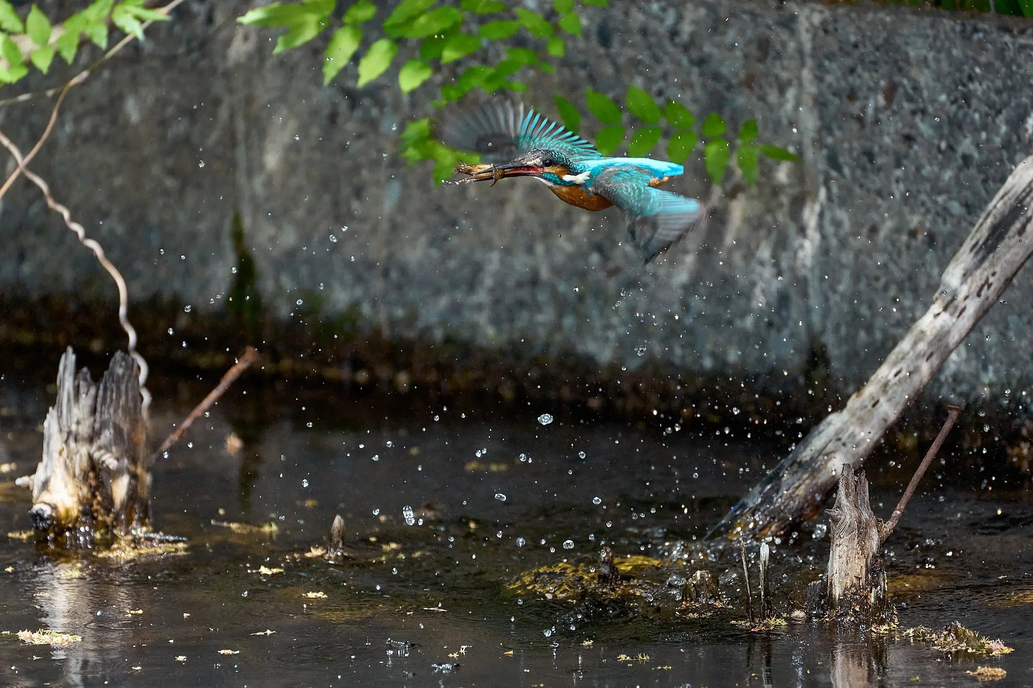 カワセミがいつもの公園に戻ってきた!