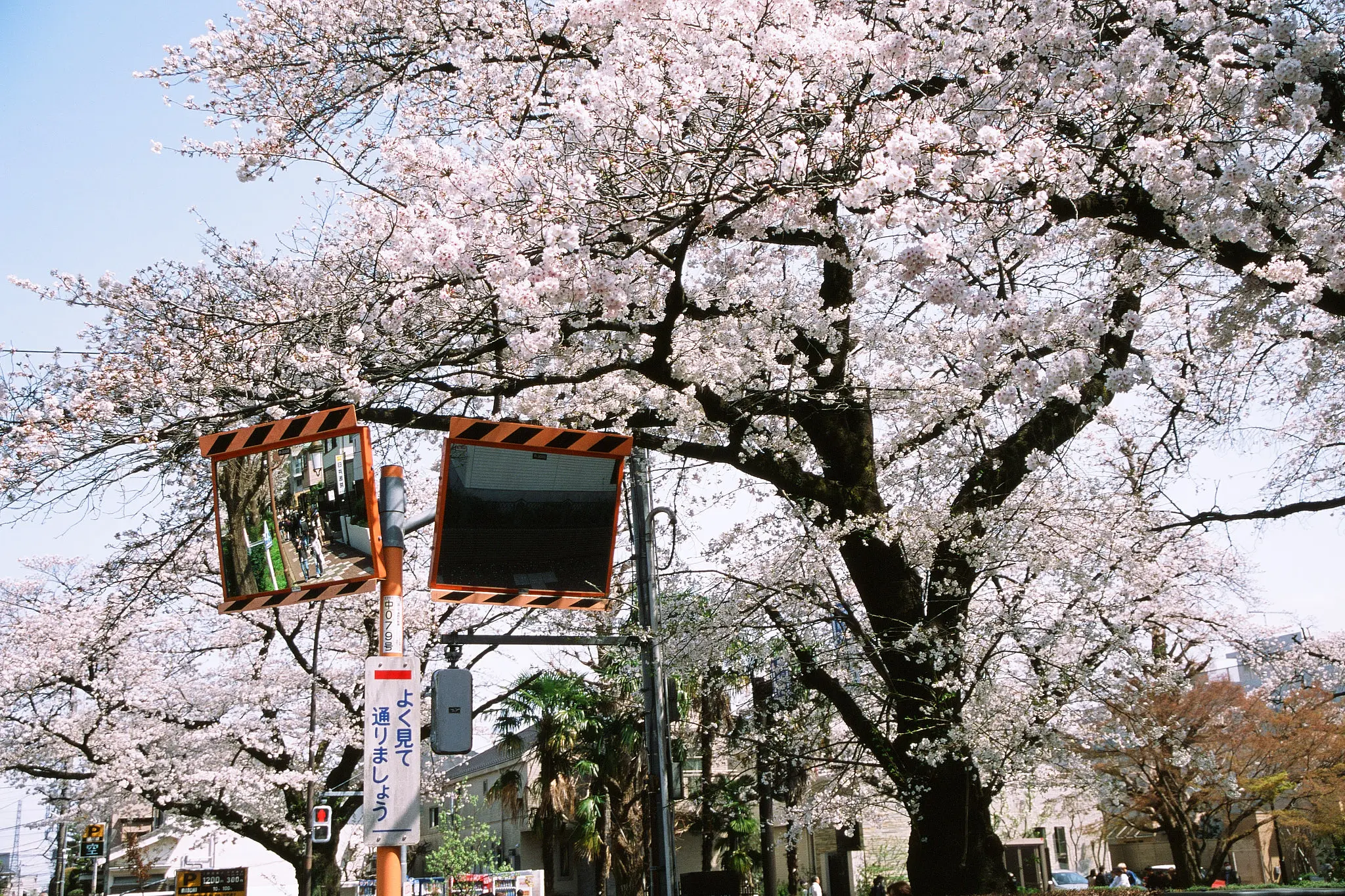 PROVIAで撮った2025年の春(国立編)