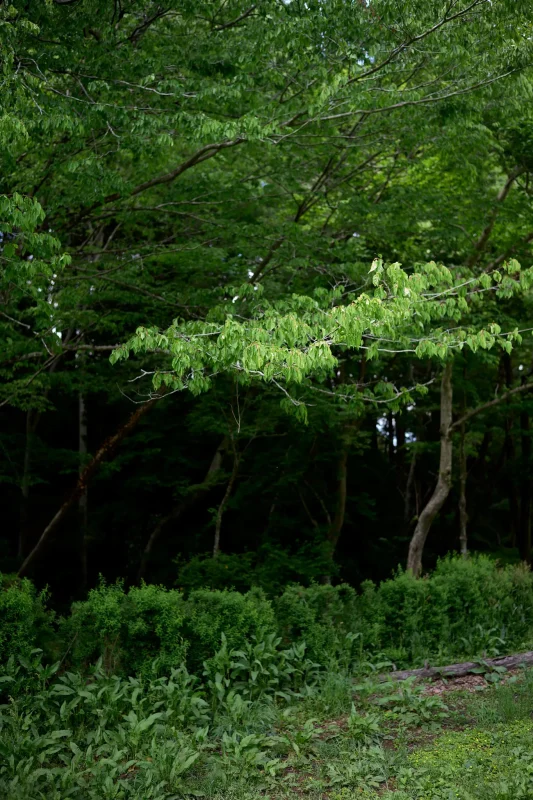 あきる野市の小峰公園で新緑を浴びてきた