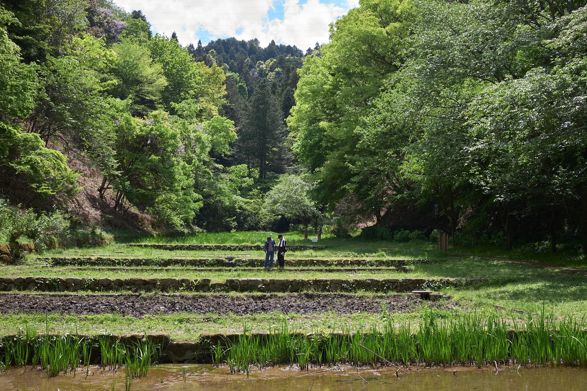あきる野市の小峰公園で新緑を浴びてきた