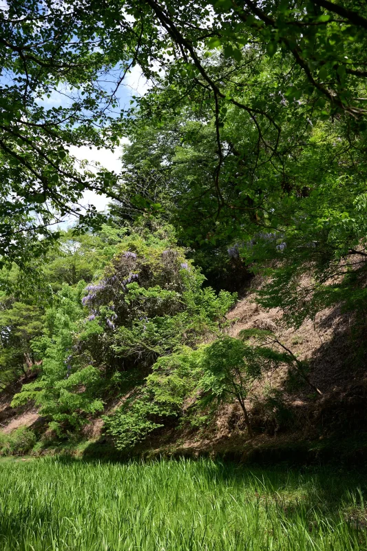 ヤマツツジが咲く山道を登った先にあったものとは?