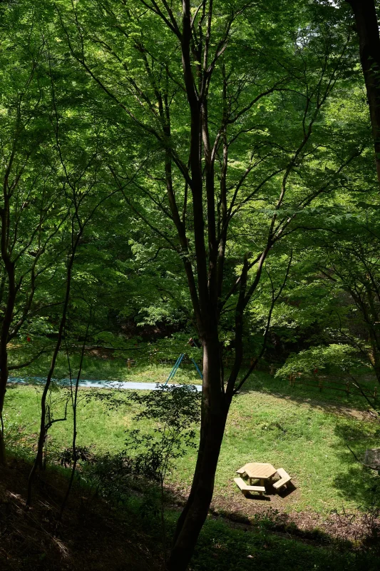 小峰公園の新緑と立派な藤の木