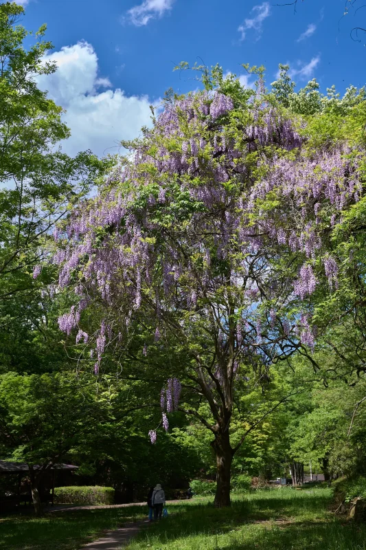 小峰公園の新緑と立派な藤の木
