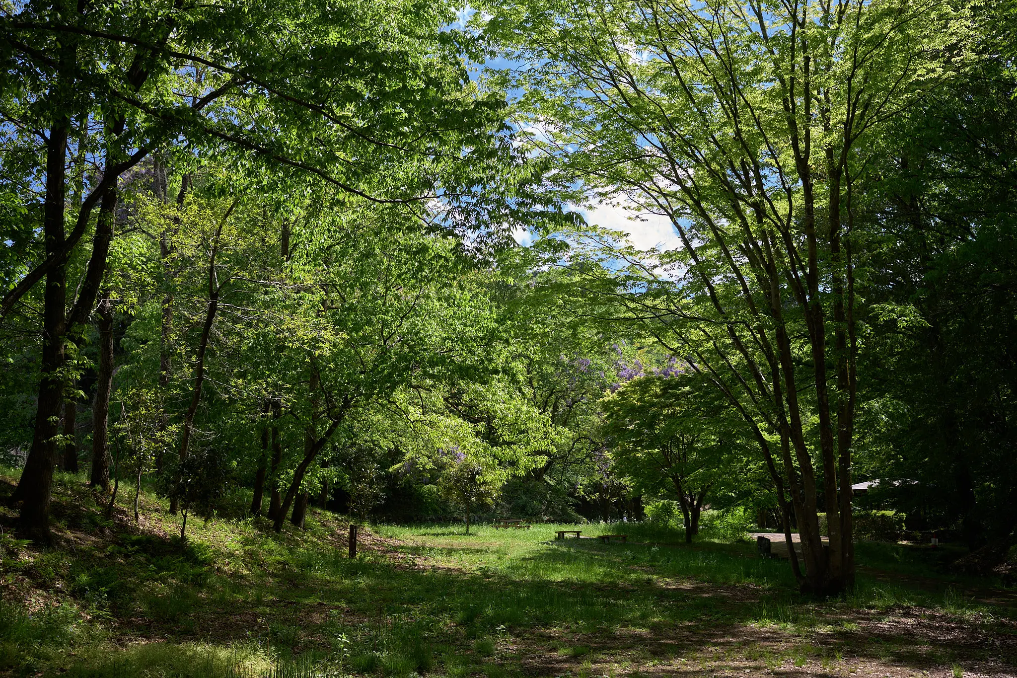 小峰公園の新緑と立派な藤の木