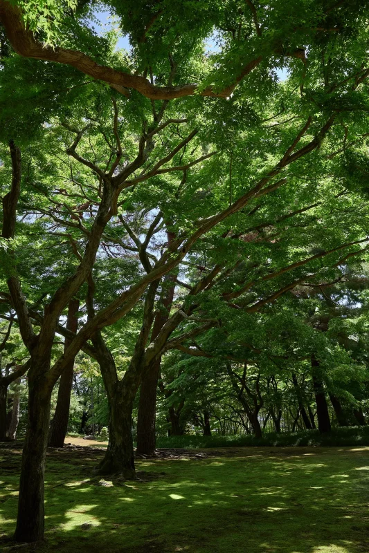 緑に囲まれた殿ヶ谷戸庭園に癒やされる