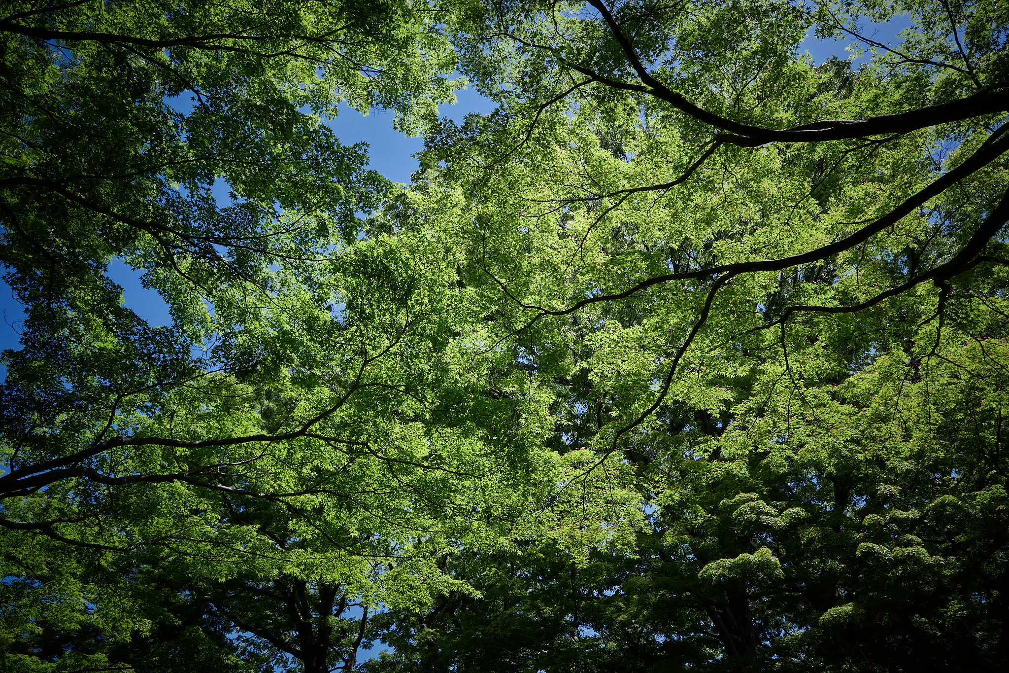 緑に囲まれた殿ヶ谷戸庭園に癒やされる