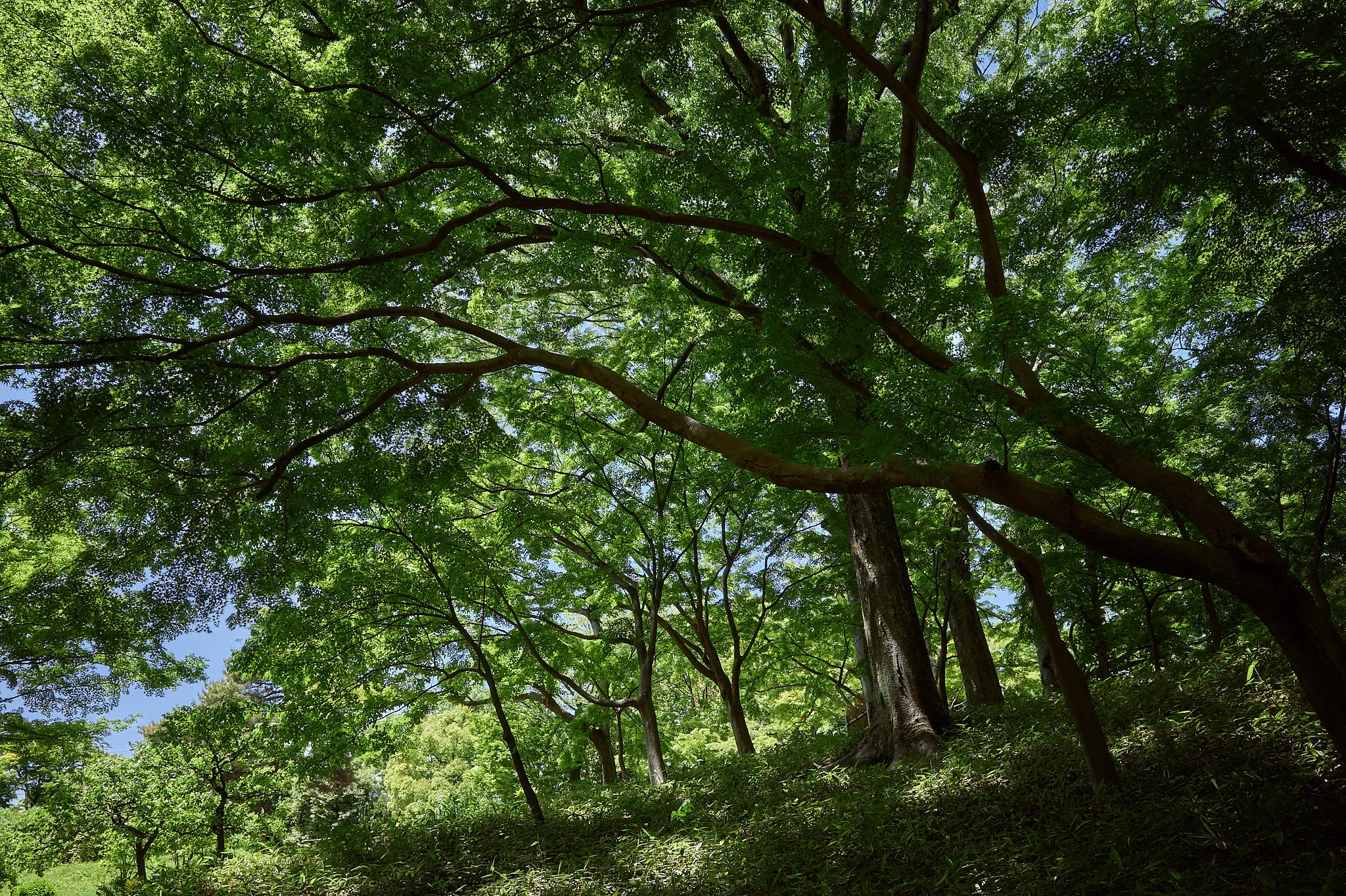 緑に囲まれた殿ヶ谷戸庭園に癒やされる