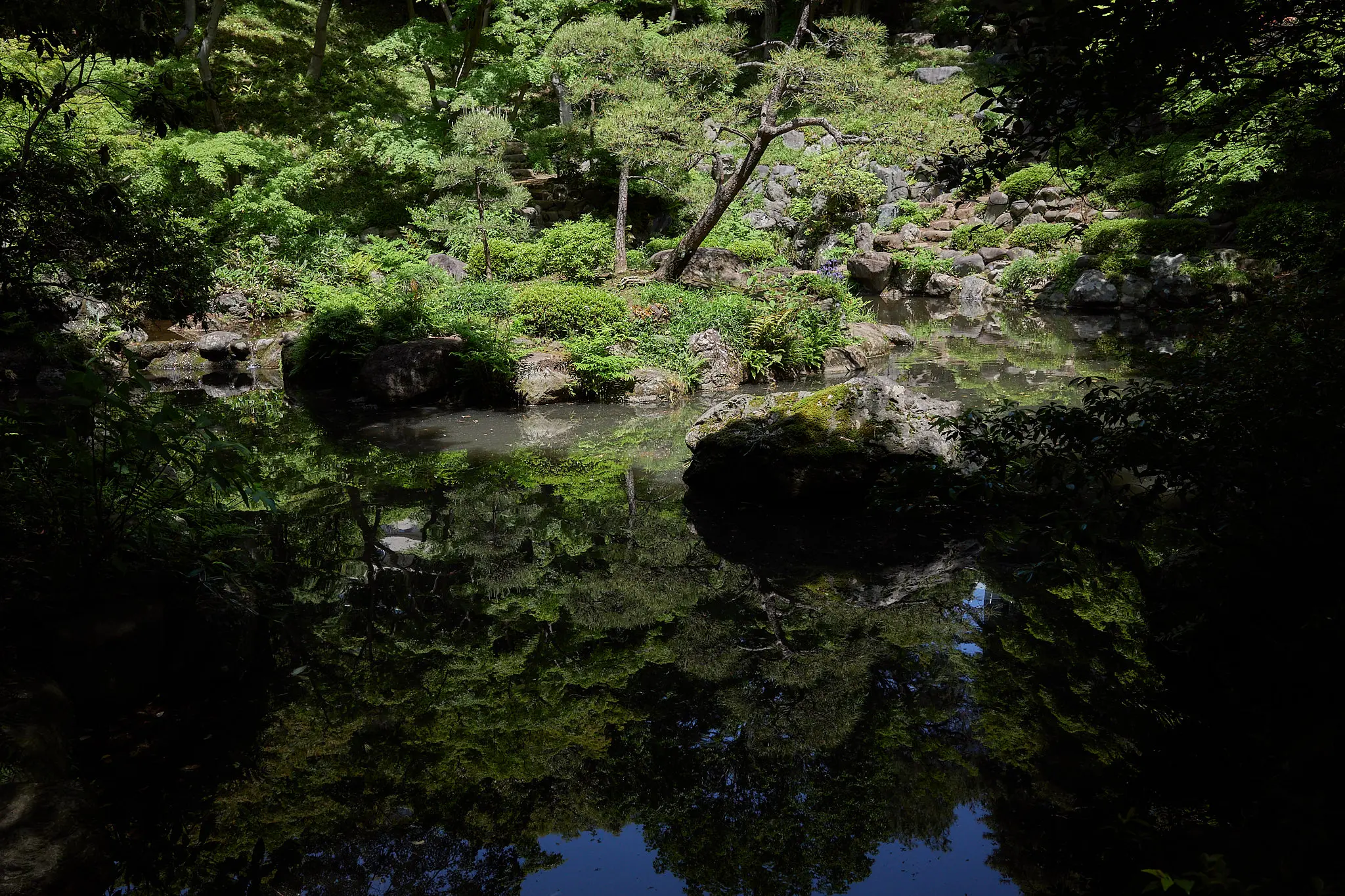 殿ヶ谷戸庭園の次郎弁天池を独り占め…ならずw