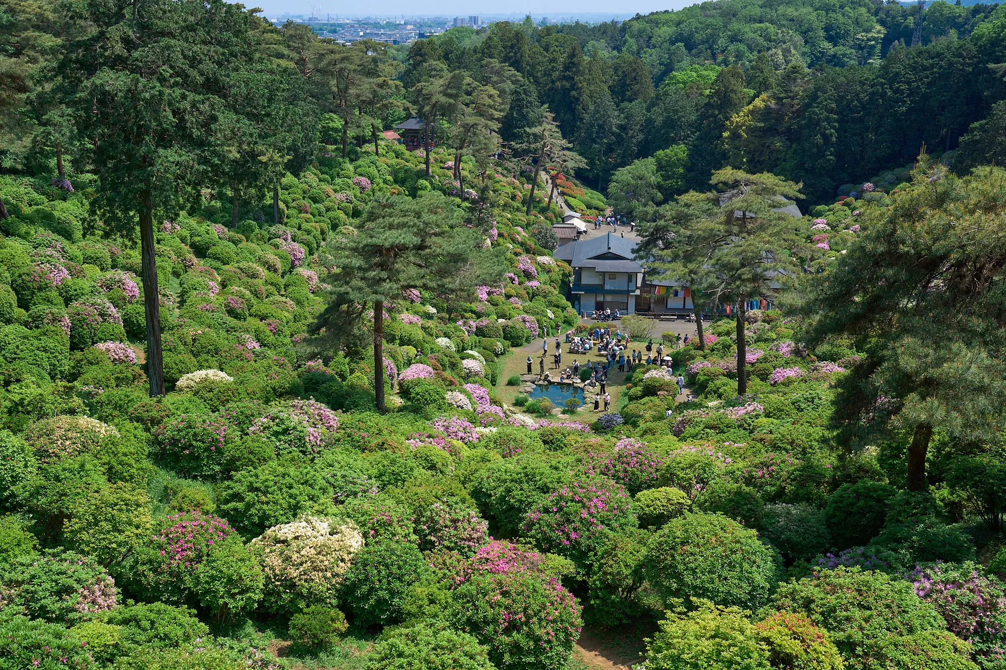塩船観音寺のつつじを初めて見に行ってきた