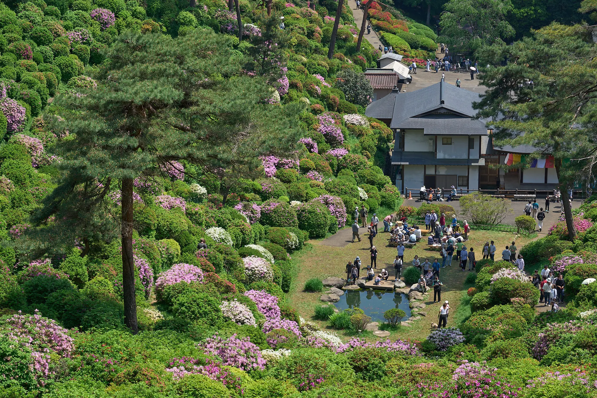 塩船観音寺のつつじを初めて見に行ってきた