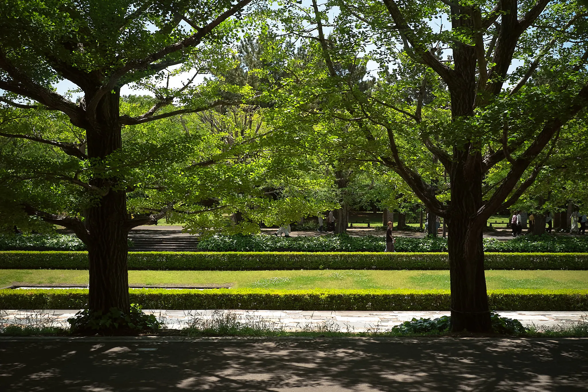 緑がキレイな昭和記念公園、なぜこれがドアンダーに?