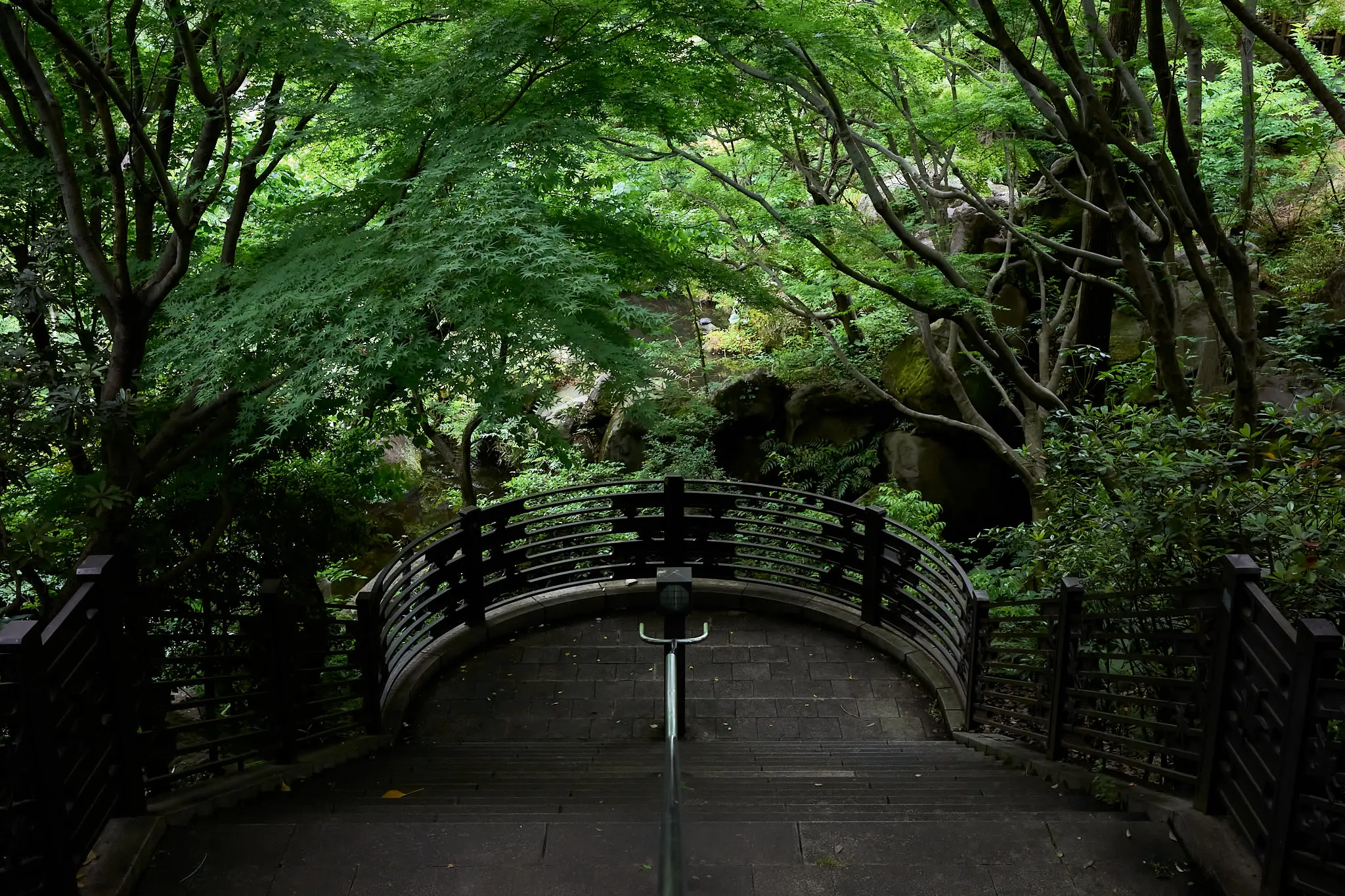 中野の紅葉山公園で青もみじを堪能