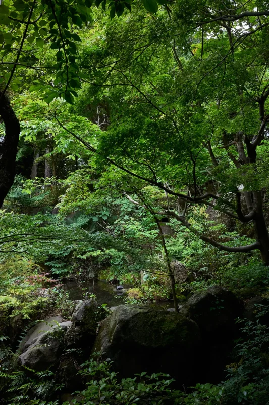 中野の紅葉山公園で青もみじを堪能
