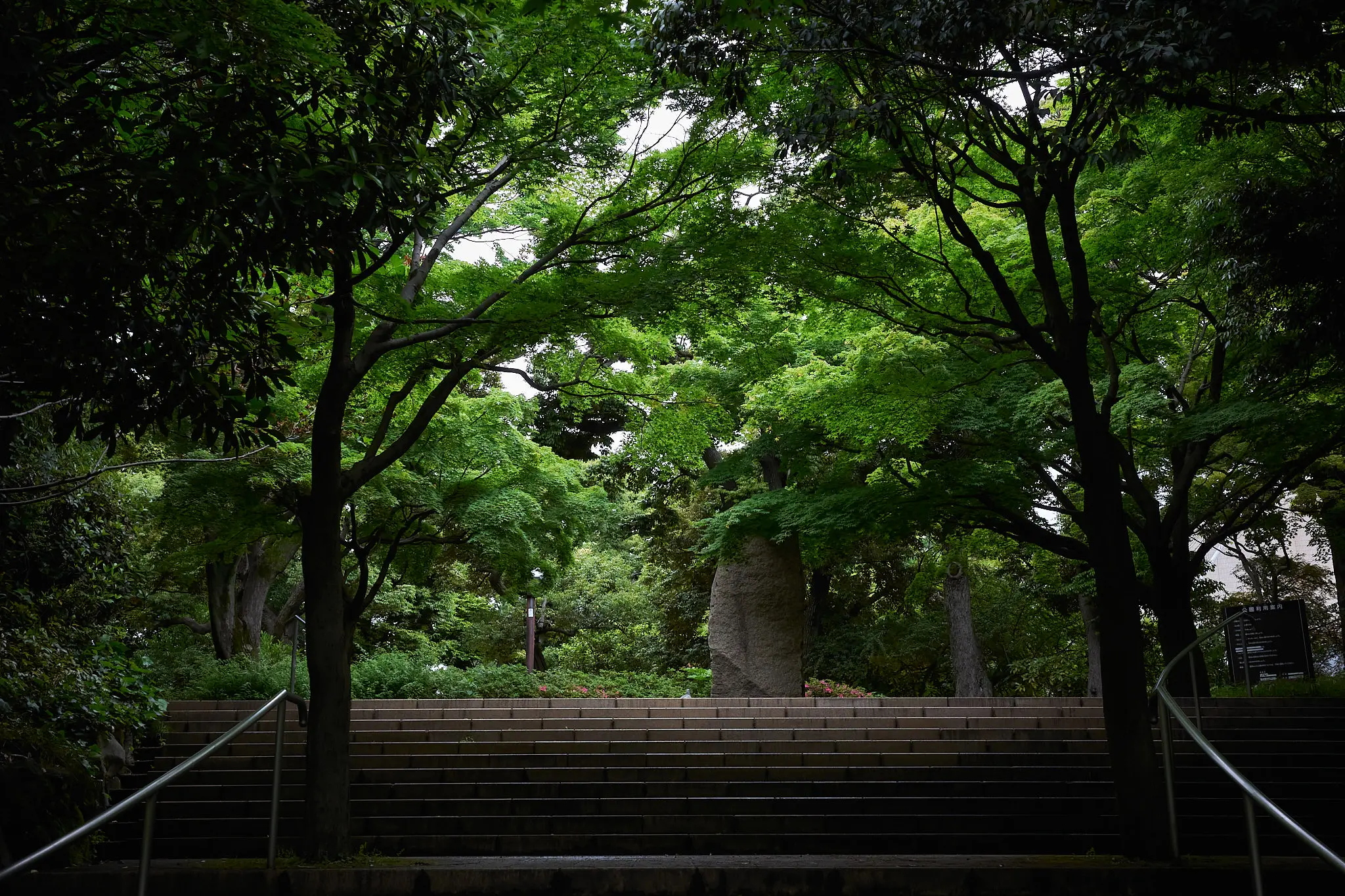 中野の紅葉山公園で青もみじを堪能