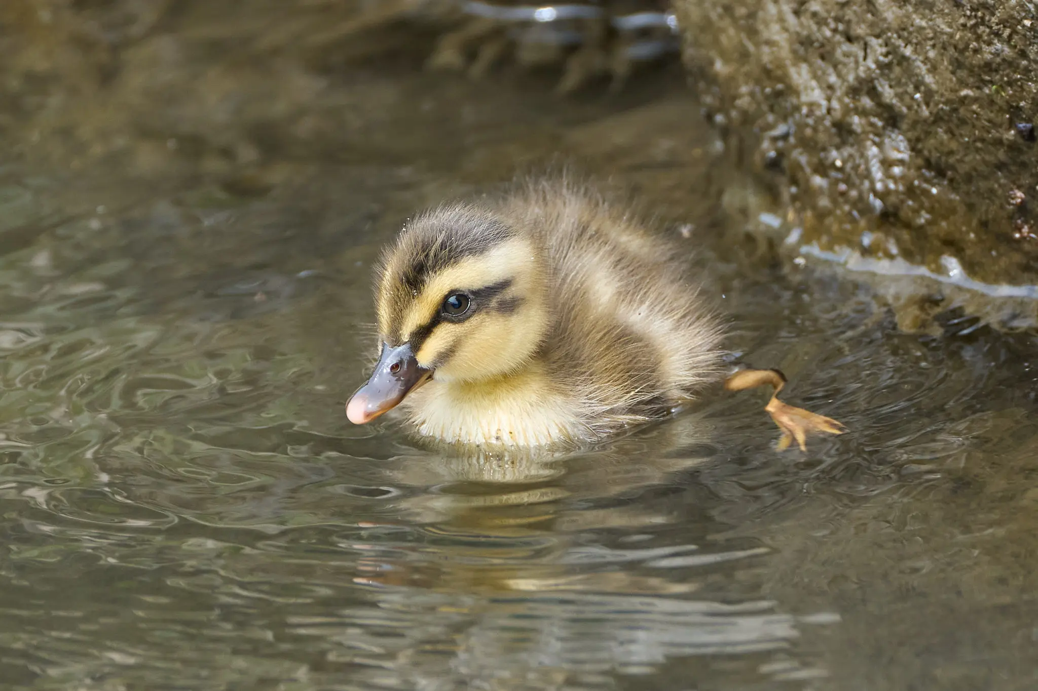 カルガモさんの親子に会ってきた