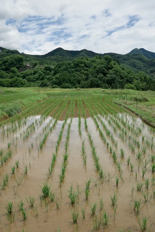 横瀬町の寺坂棚田、田植えはまだ半々
