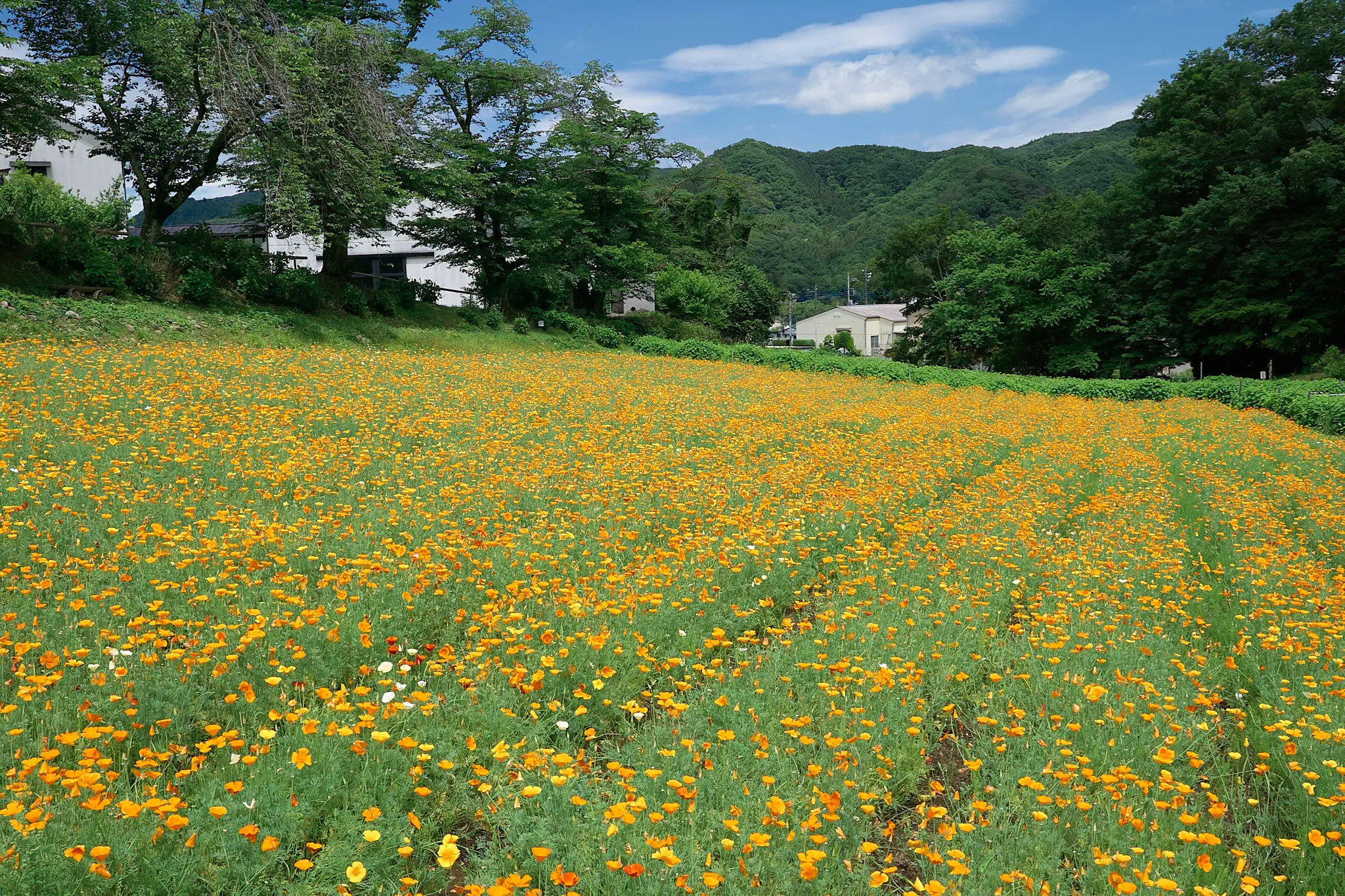 長瀞花の里はハナビシソウが満開です!