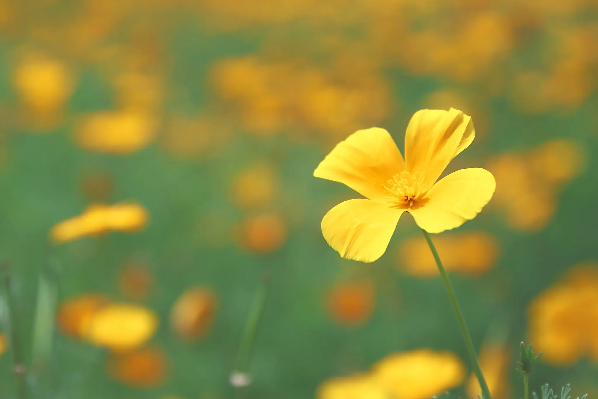 長瀞花の里はハナビシソウが満開です!