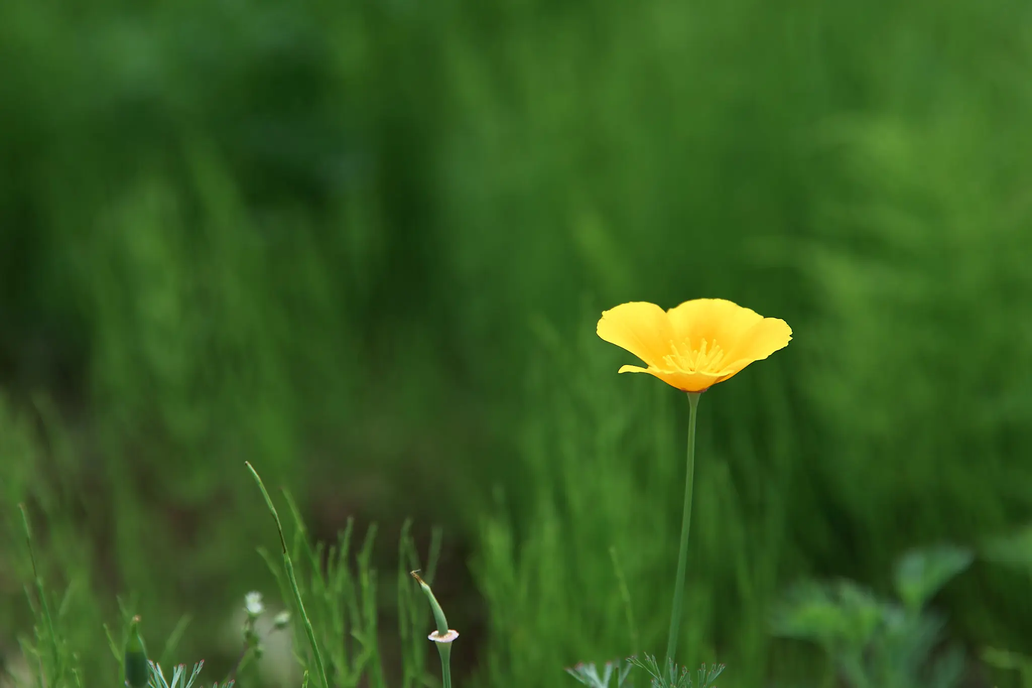 長瀞花の里はハナビシソウが満開です!