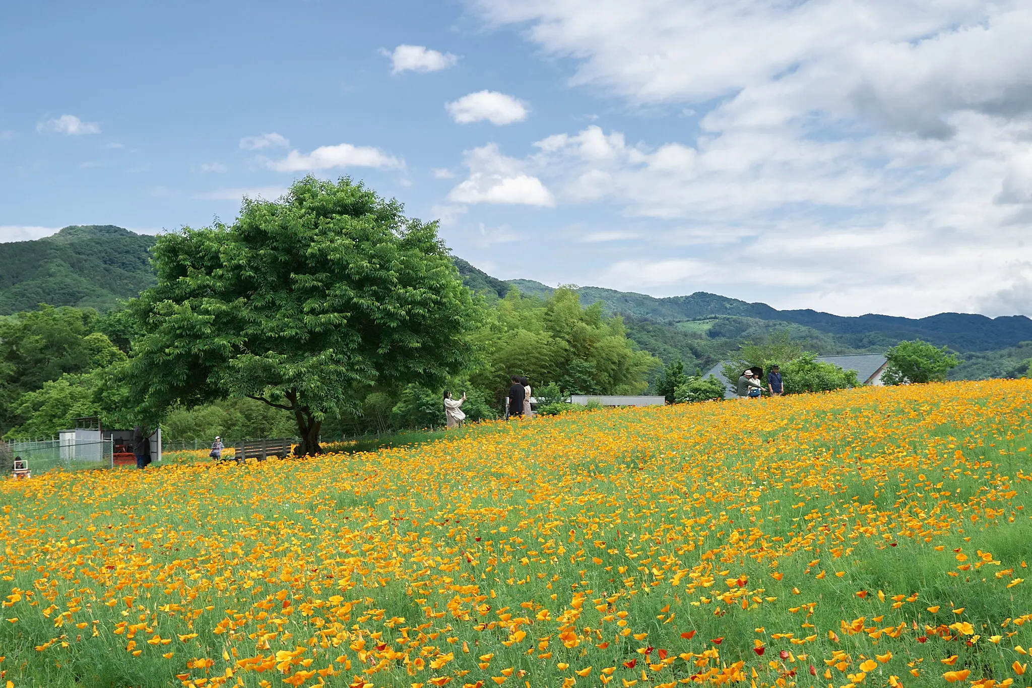 長瀞花の里はハナビシソウが満開です!