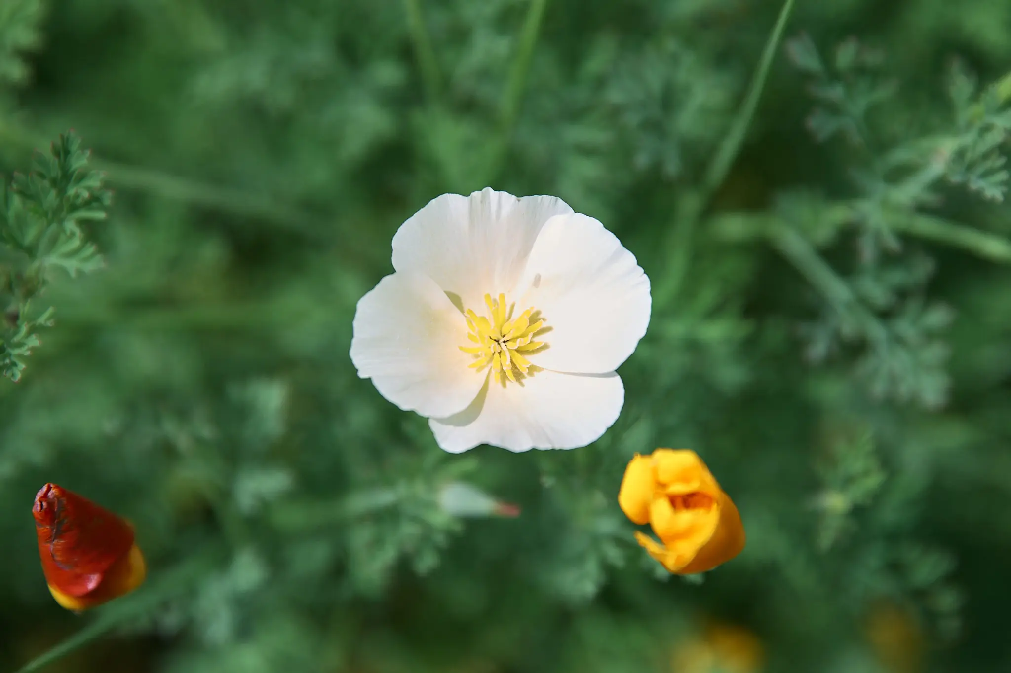 長瀞花の里のオブジェを活用しよう