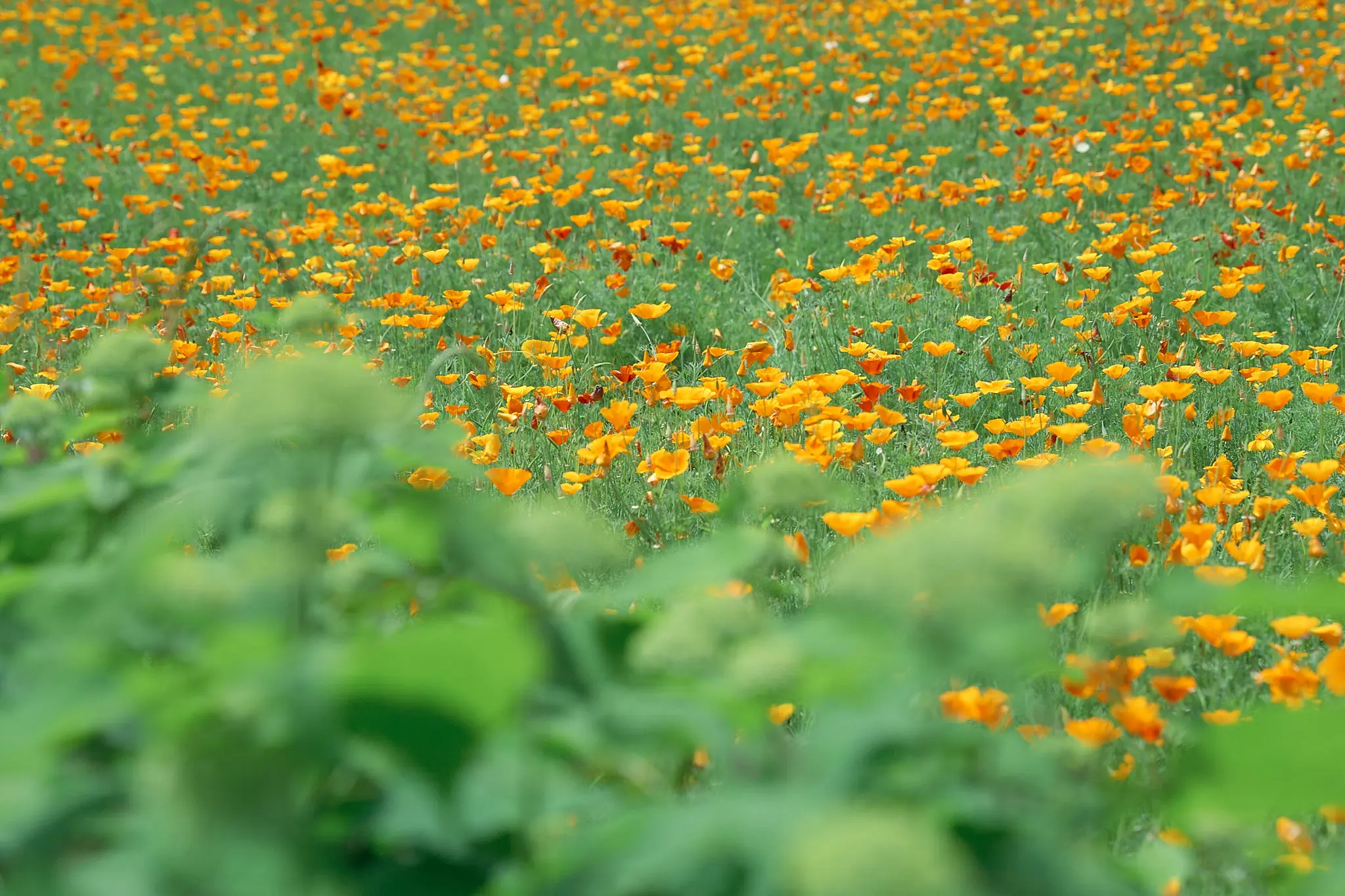 長瀞花の里のオブジェを活用しよう