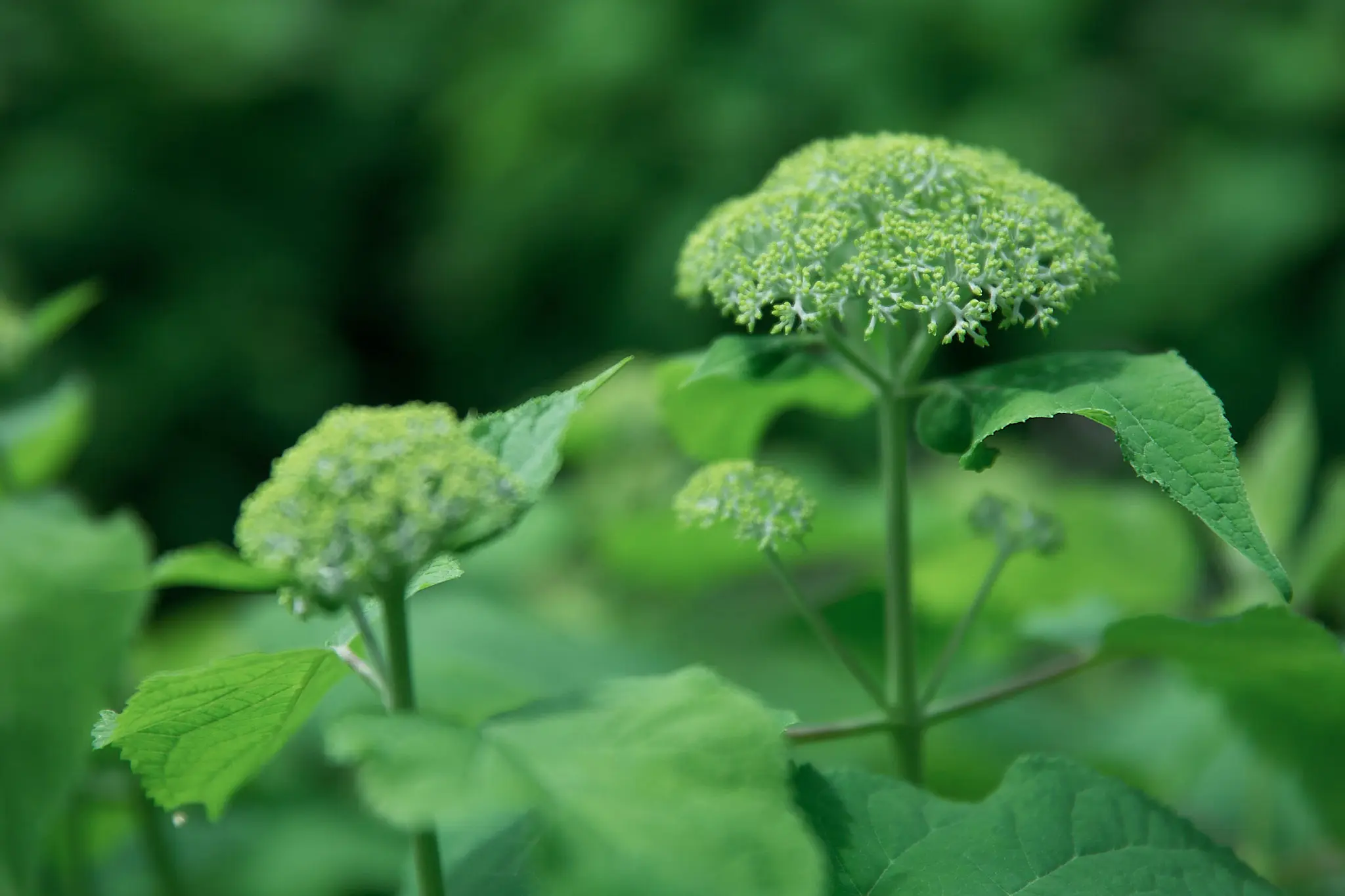 長瀞花の里のオブジェを活用しよう