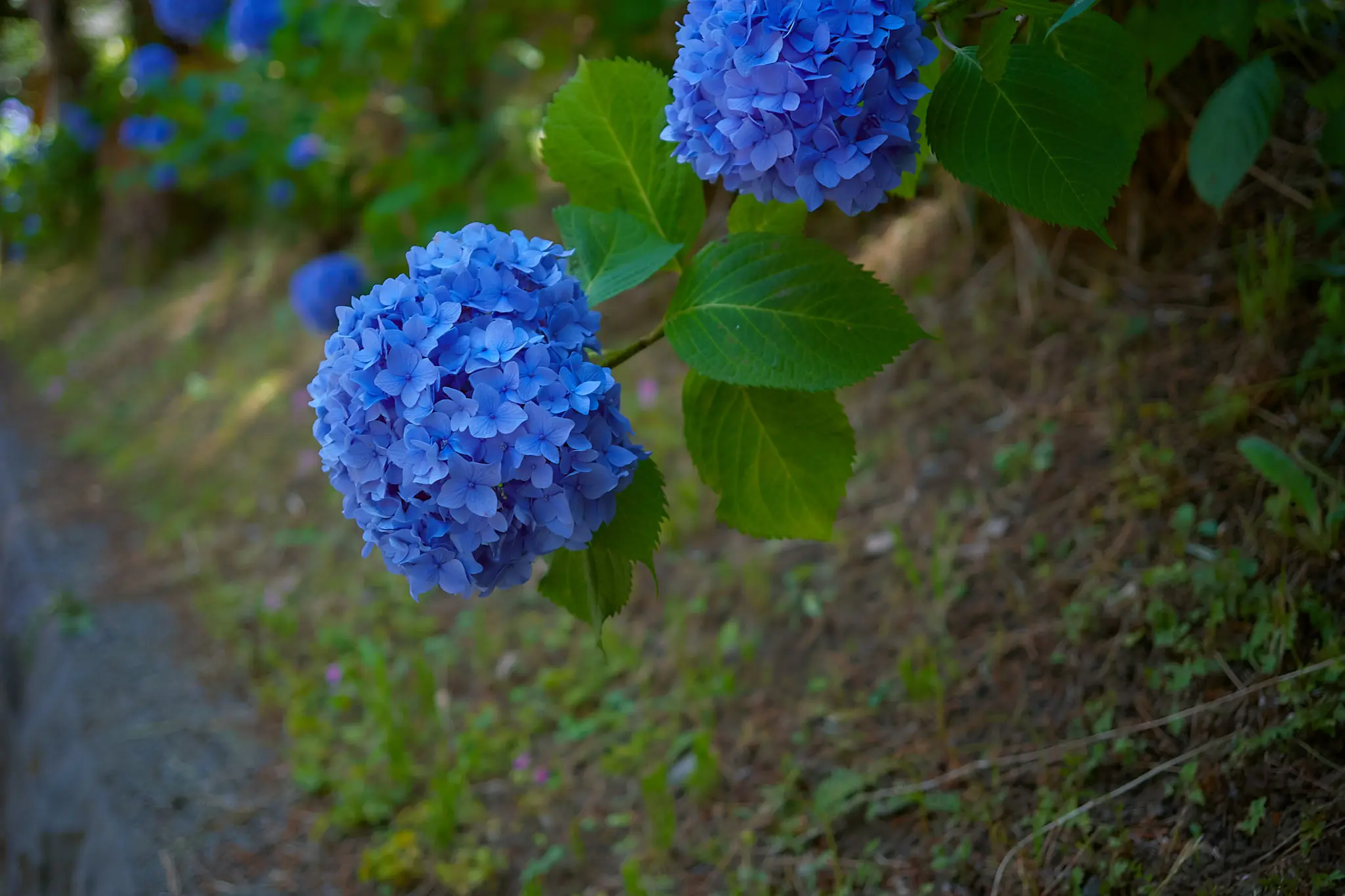 染井吉野ってこんなんだったっけ?