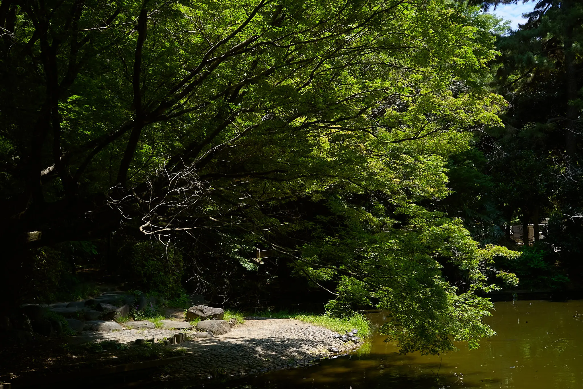 どうしてもたどり着いてしまう清水谷公園