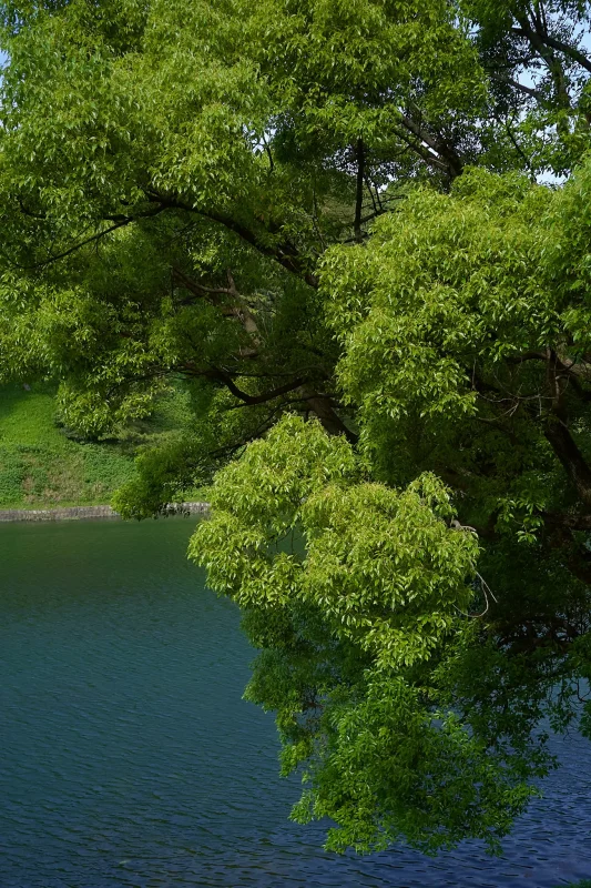 皇居のお濠沿いから見るビル群が好き