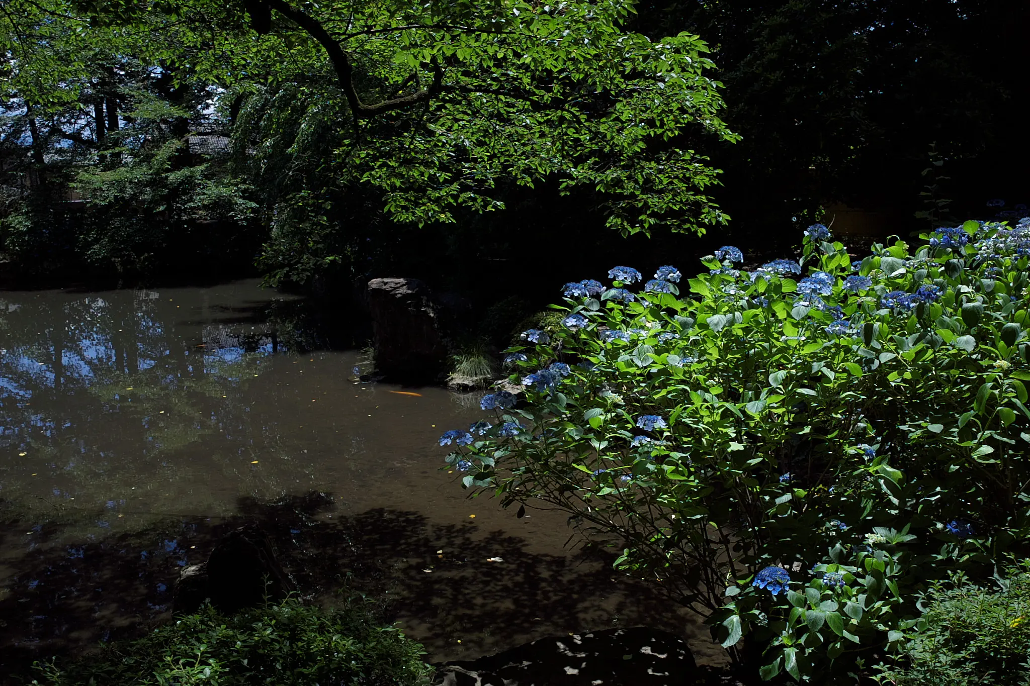恵林寺でもアジサイを楽しめますぞ!