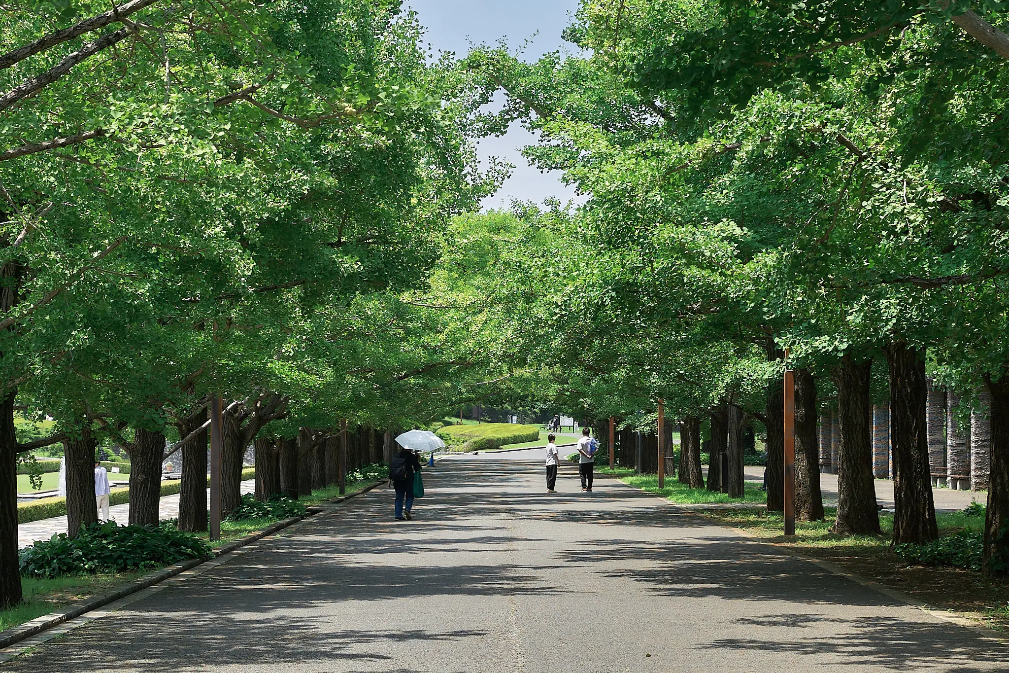 アジサイ目当てで昭和記念公園に行ってきた