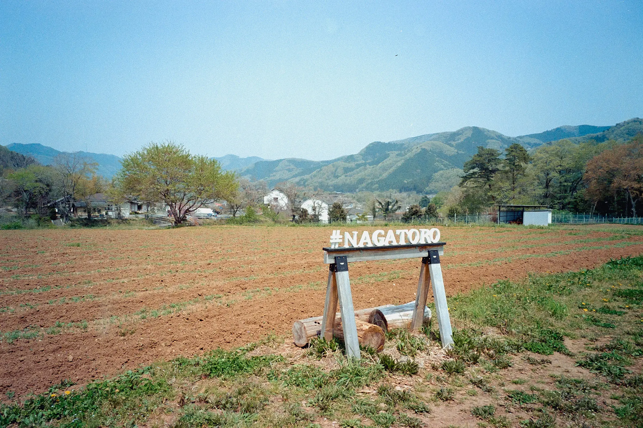 ナツソマレさんで現像してもらったフィルムに写っていたのは…長瀞の桜!