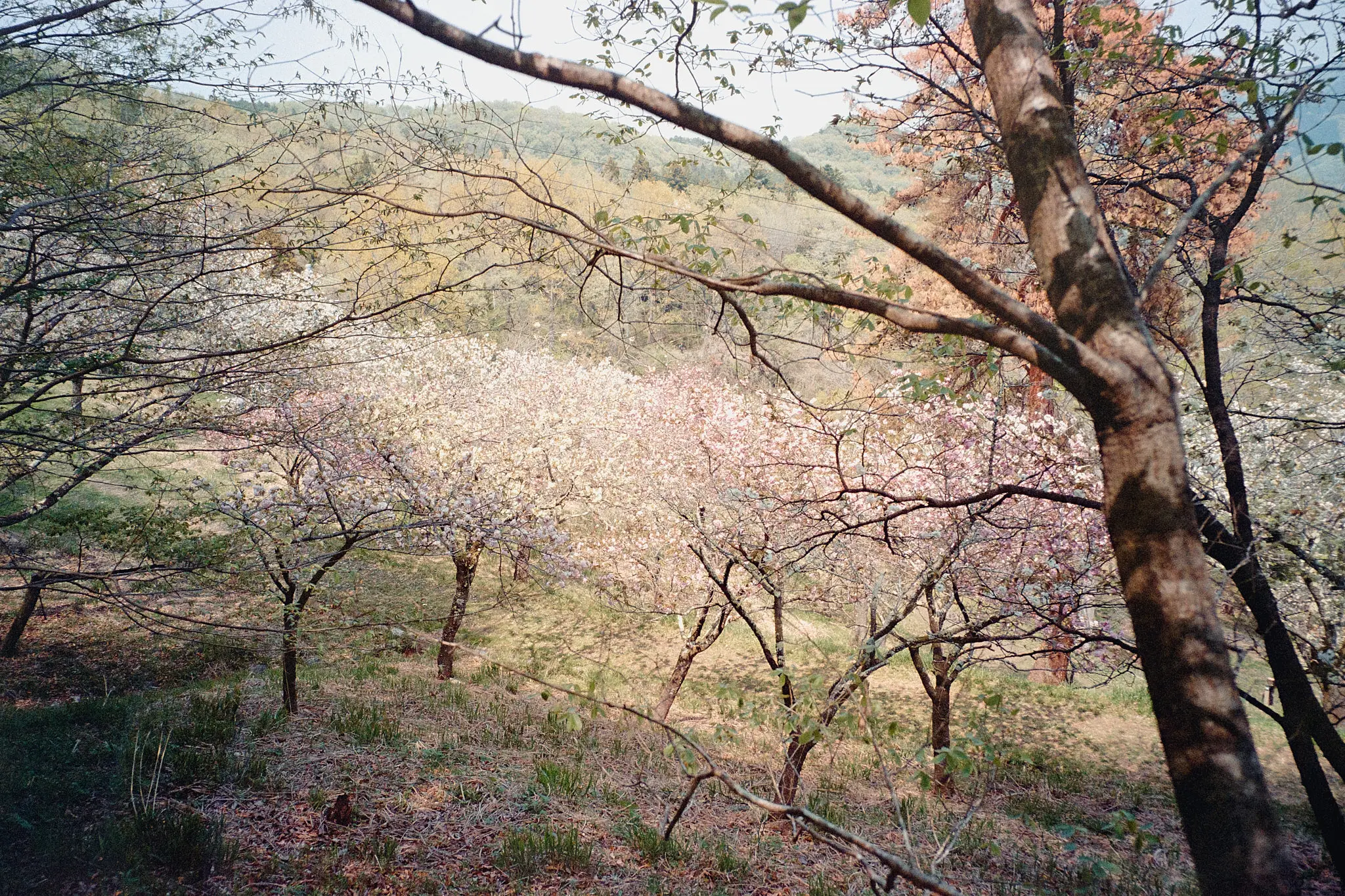 ナツソマレさんで現像してもらったフィルムに写っていたのは…長瀞の桜!