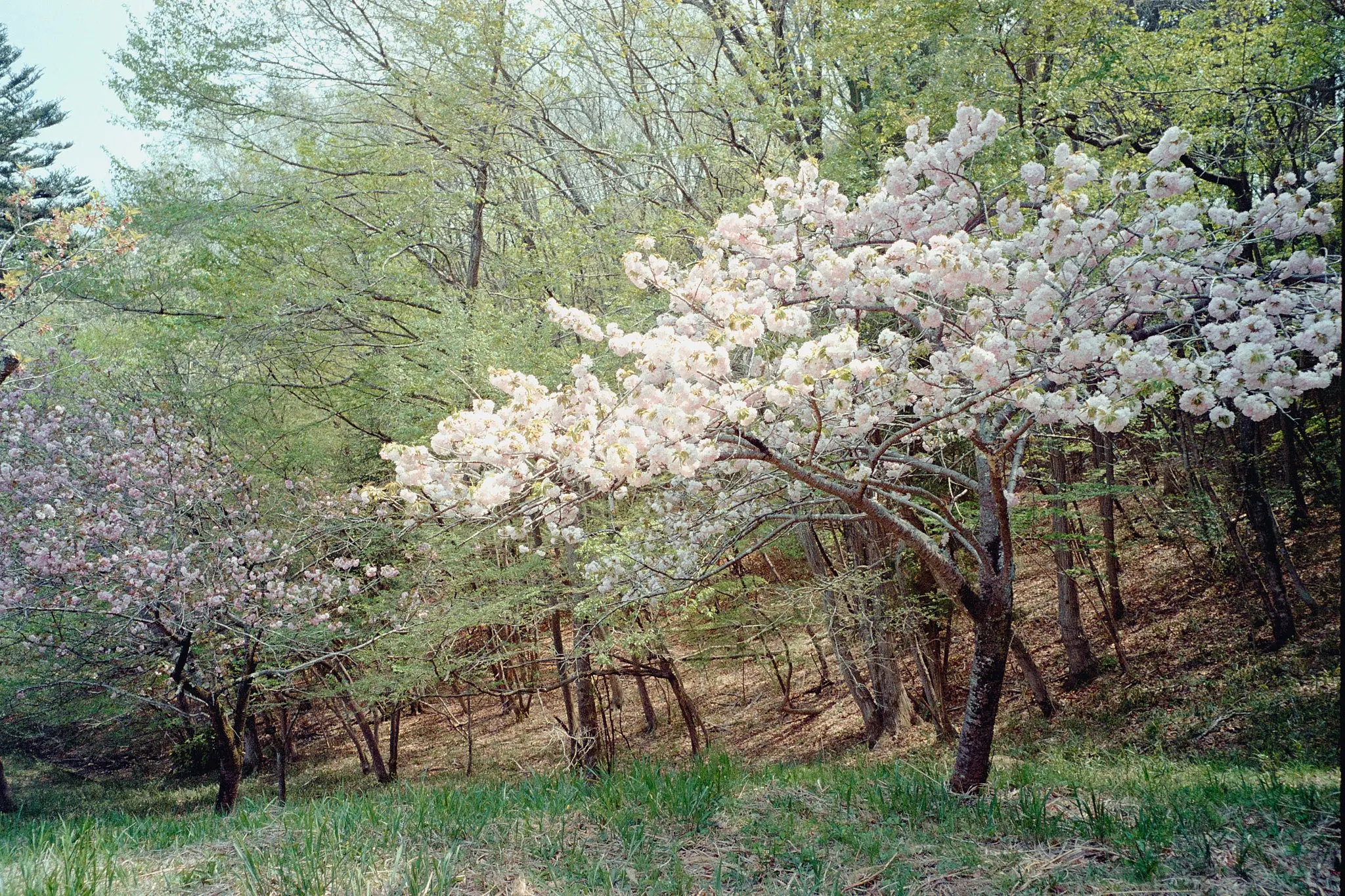 ナツソマレさんで現像してもらったフィルムに写っていたのは…長瀞の桜!