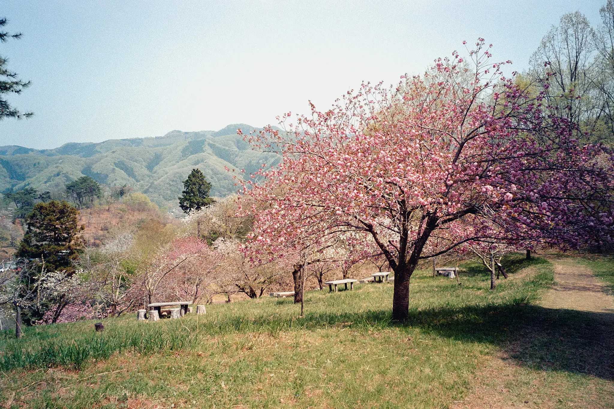 ナツソマレさんで現像してもらったフィルムに写っていたのは…長瀞の桜!