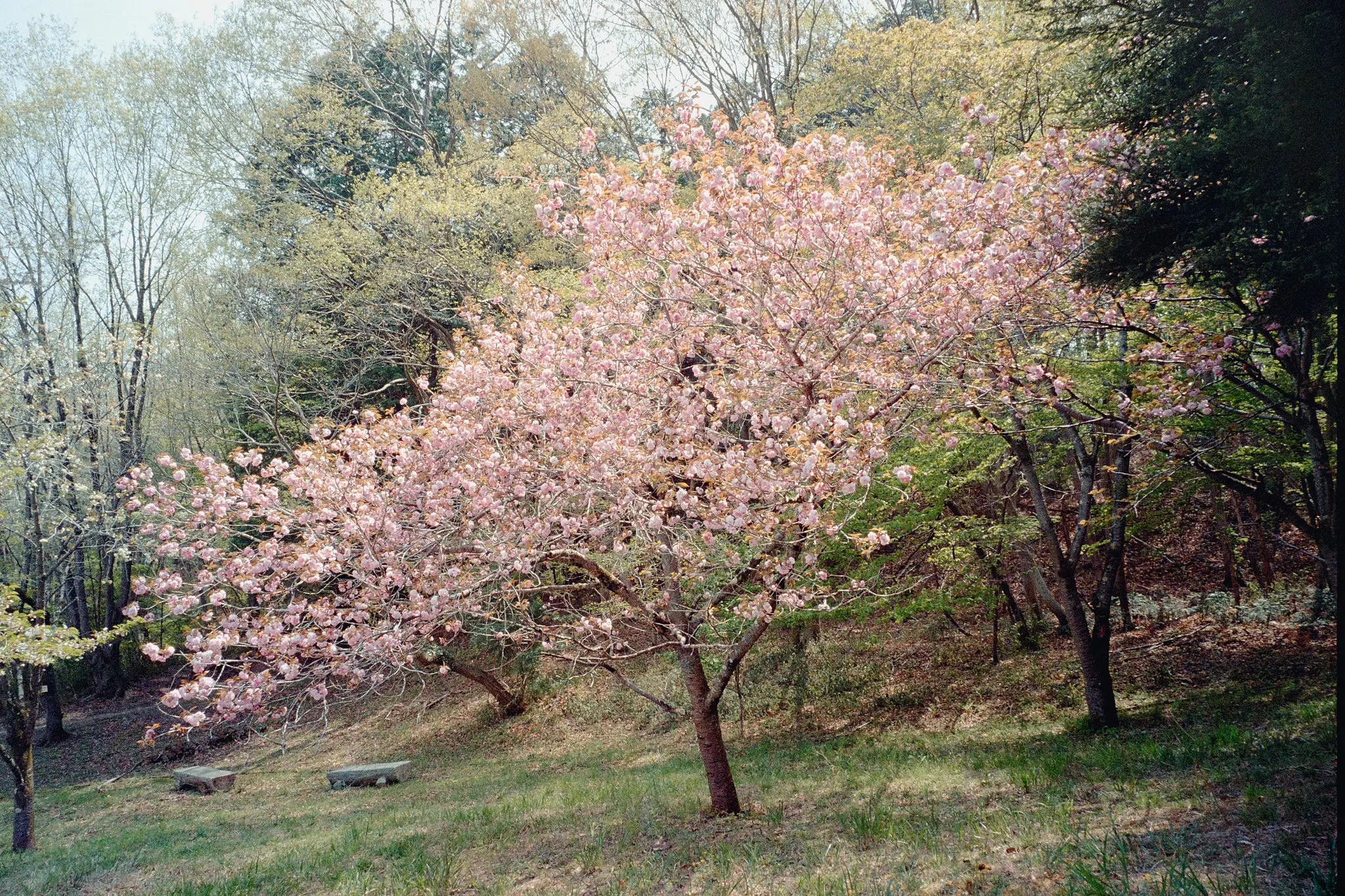 ナツソマレさんで現像してもらったフィルムに写っていたのは…長瀞の桜!