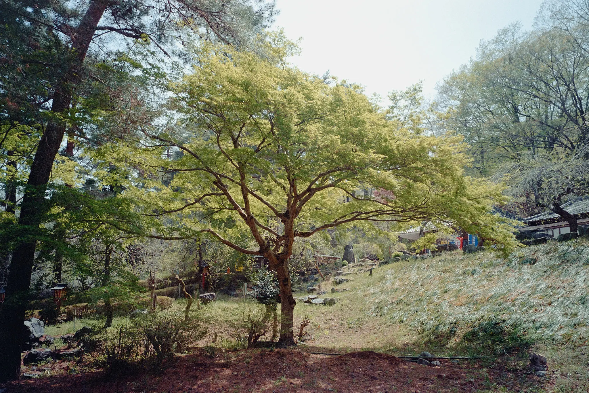 ナツソマレさんで現像してもらったフィルムに写っていたのは…長瀞の桜!