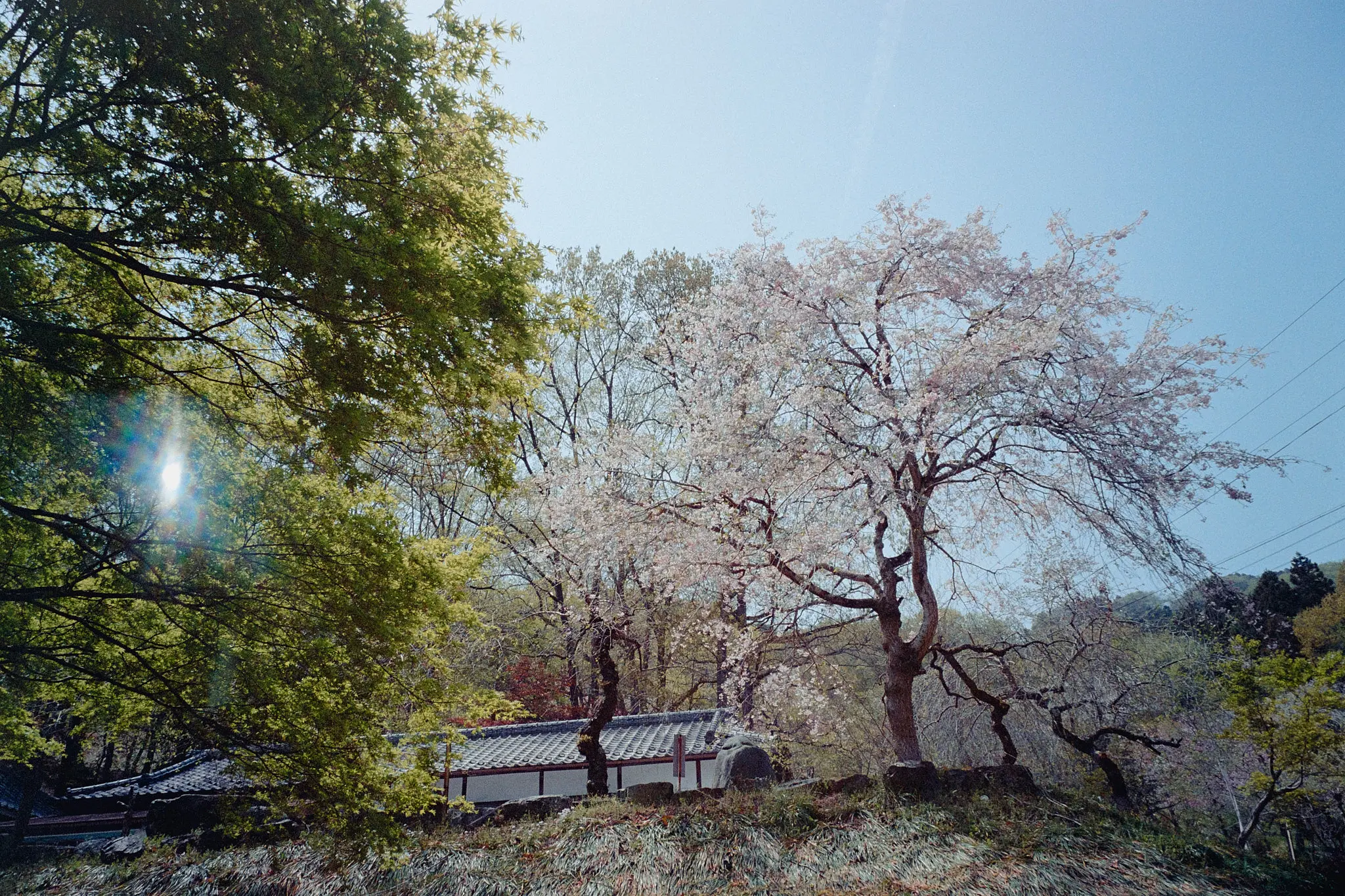 ナツソマレさんで現像してもらったフィルムに写っていたのは…長瀞の桜!