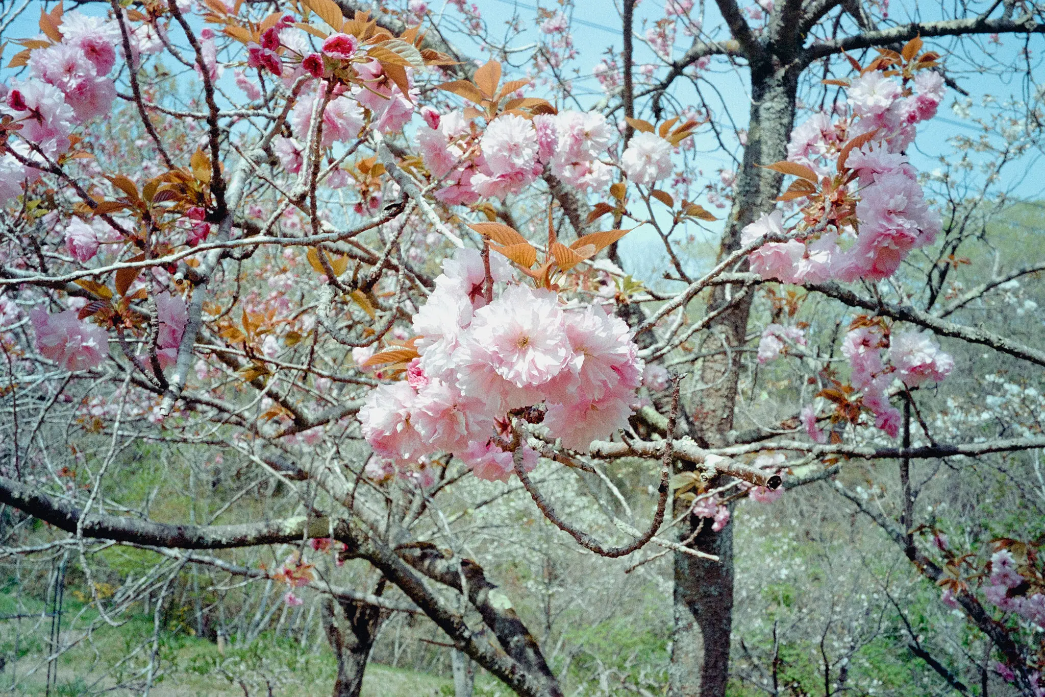 ナツソマレさんで現像してもらったフィルムに写っていたのは…長瀞の桜!