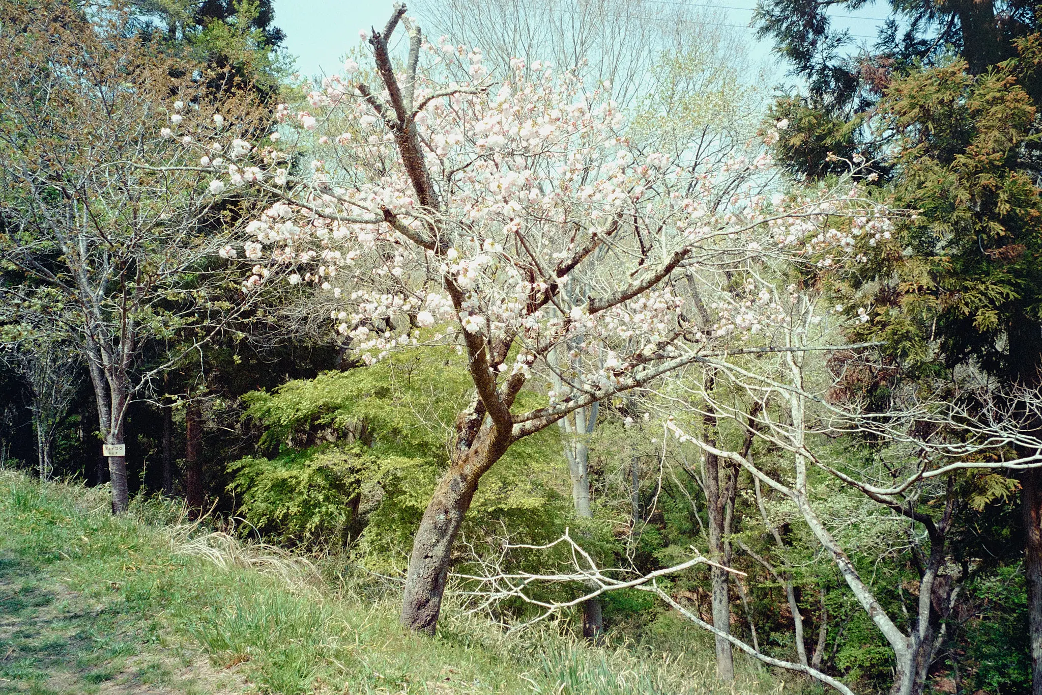 ナツソマレさんで現像してもらったフィルムに写っていたのは…長瀞の桜!